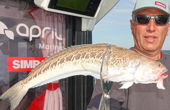 La grande vive est très présente en Normandie
