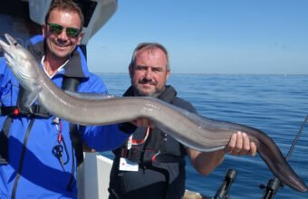 Les congres sont présents sur les épaves de la côte d'Albâtre