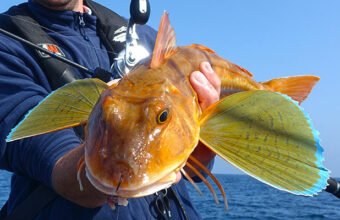 Le grondin est l'un des plus beaux poissons de Normandie