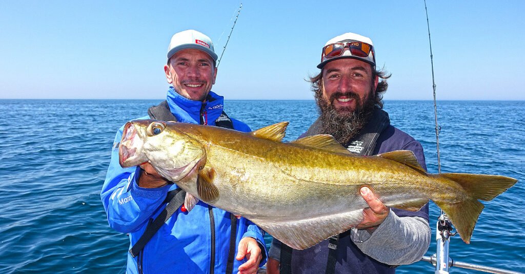 Pêche d'un gros lieu jaune à Dieppe en Normandie