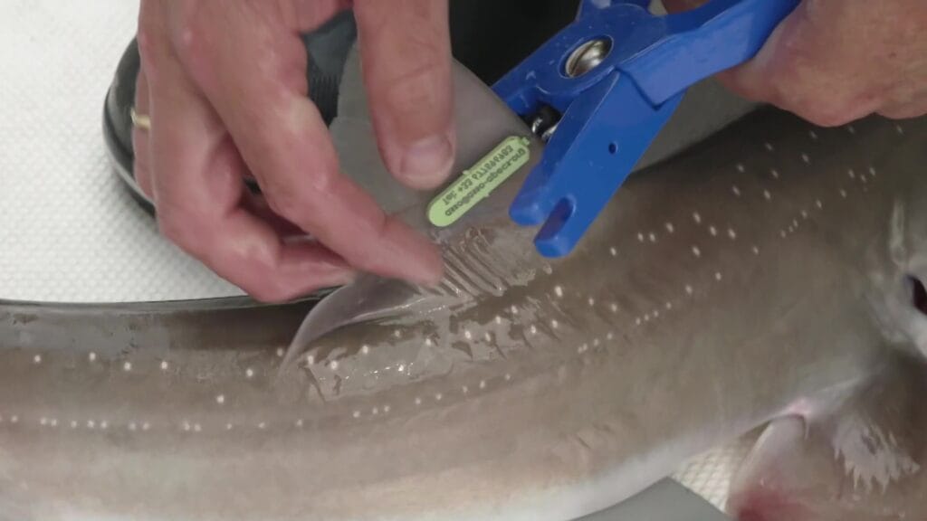 Guillaume participe à la science en posant des tags de suivi scientifique sur des poissons méconnus