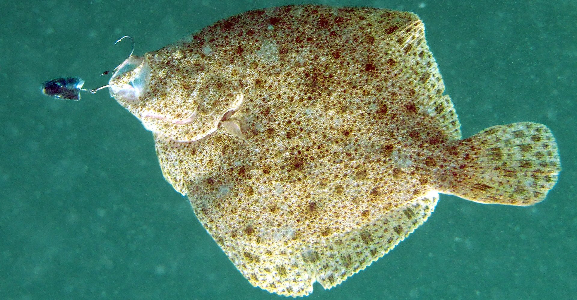 Sachez identifier les poissons plats - Normandie Appâts